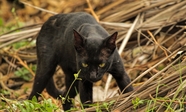 黑色孟买猫摄影图片