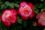 粉白相间玫瑰花摄影图片