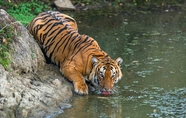 河边喝水的野生印度支那虎摄影图片