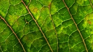 绿色树叶叶脉纹理底纹图片