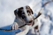 冬季雪地咬枯枝的小狗图片