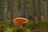 绿色森林盘状蘑菇摄影图片