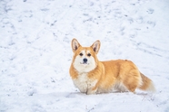 冬季雪地可爱威尔士柯基犬摄影图片