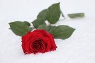 雪地静置的红色玫瑰花枝摄影图片