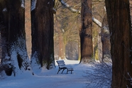 冬季树林雪地雪景摄影图片