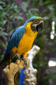 蓝黄金刚鹦鹉摄影图片