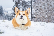 冬季雪地可爱威尔士柯基犬图片