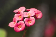 春天粉色铁海棠花摄影图片