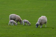 绿色草原绵羊群吃草摄影图片