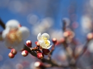 春天白色梅花盛开微距摄影图片