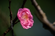 春天粉色梅花枝头盛开摄影图片