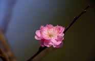 春天枝头粉色梅花枝微距特写摄影图片
