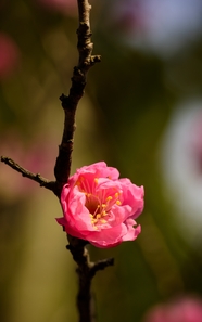 春天盛开的粉色梅花摄影图片