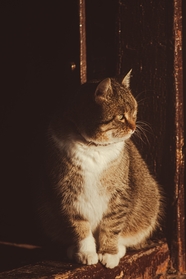 站在门槛上凝视前方的小猫图片