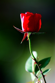红色妖娆带刺玫瑰花枝摄影图片
