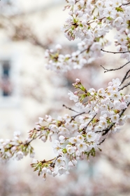 春天白色樱花林樱花摄影图片