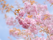 春天蓝色天空粉色樱花树摄影图片