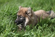 绿色草丛野生小狼犬摄影图片