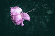 雨后花瓣凋落的粉玫瑰图片
