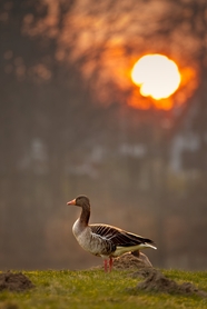 黄昏夕阳站在河边的肉鹅图片