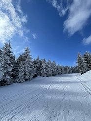 冬季蓝色天空雪松雪地雪景摄图片