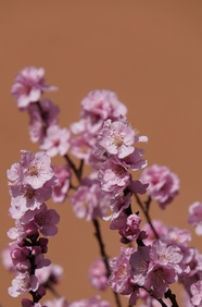 粉色樱花枝头绽放摄影图片