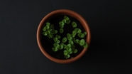 春天绿色植物小盆栽摄影图片