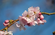日本樱花花枝盛开摄影图片