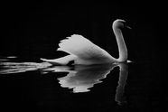 湖泊白天鹅黑白摄影图片