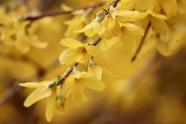 春天唯美黄色迎春花花枝摄影图片