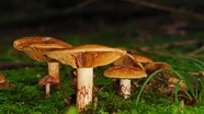 草地野生菌类蘑菇群摄影图片