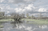 冬季河流萧条枯树摄影图片
