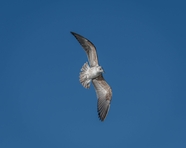 蓝色高空展翅翱翔燕鸥摄影图片