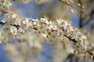 白色樱花花枝微距特写摄影图片