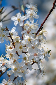 春日白色樱花树微距特写摄影图片