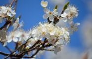 蓝天映衬下的白色樱花摄影图片