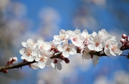 春天樱花树花枝摄影图片