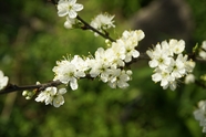 微距特写白色樱花盛开摄影图片