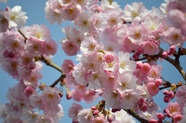 春天盛开的粉色樱花摄影图片