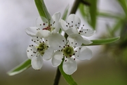 白色柳叶梨花摄影图片