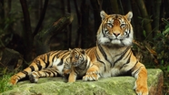 动物园石碓上休息的大小老虎图片