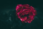 雨后娇艳欲滴玫瑰花摄影图片