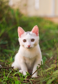 半蹲在草丛里的小白猫摄影图片