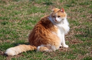 蹲坐在草地上的西伯利亚猫图片