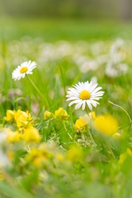 绿色草地黄色花朵白色小雏菊图片