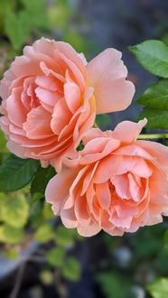 粉橙色玫瑰花微距特写摄影图片