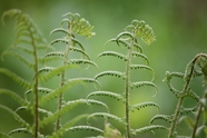 春天绿色野生蕨类植物摄影图片