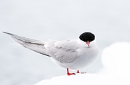 野生白色北极燕鸥摄影图片