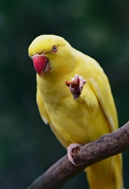 站在树枝上的黄色鹦鹉图片
