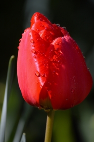 微距特写雨后红色郁金香花苞图片